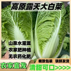 虫眼白菜云南正宗农家自种蔬菜黄心白菜现摘新鲜高原大白菜煮火锅